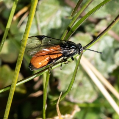 Lophyrotoma analis (Sawfly, Dock Sawfly) at Hawker, ACT - 27 Aug 2020 by Roger