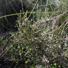 Dillwynia sp. at Carwoola, NSW - 26 Aug 2020 by AndyRussell