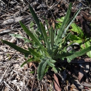 Senecio sp. at Carwoola, NSW - 26 Aug 2020