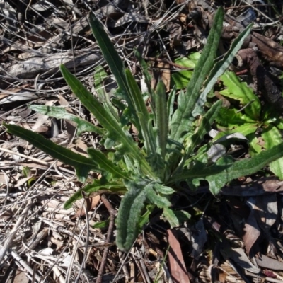 Senecio (genus) (A Fireweed) at Carwoola, NSW - 26 Aug 2020 by AndyRussell