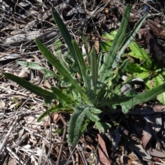 Senecio sp. (A Fireweed) at Carwoola, NSW - 26 Aug 2020 by AndyRussell