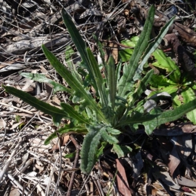 Senecio sp. (A Fireweed) at Carwoola, NSW - 26 Aug 2020 by AndyRussell