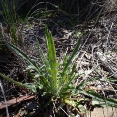 Senecio sp. at Carwoola, NSW - 26 Aug 2020