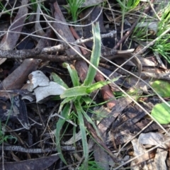 Luzula sp. (Woodrush) at Carwoola, NSW - 26 Aug 2020 by AndyRussell