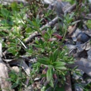 Gonocarpus tetragynus at Carwoola, NSW - 26 Aug 2020 01:47 PM