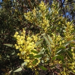 Acacia rubida (Red-stemmed Wattle, Red-leaved Wattle) at Carwoola, NSW - 26 Aug 2020 by AndyRussell