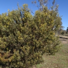 Acacia rubida at Carwoola, NSW - 26 Aug 2020