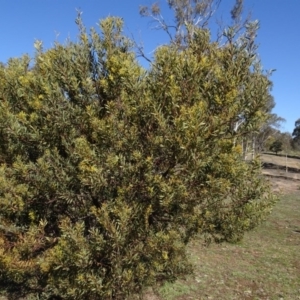 Acacia rubida at Carwoola, NSW - 26 Aug 2020 02:35 PM