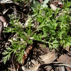 Cotula australis (Common Cotula, Carrot Weed) at Carwoola, NSW - 26 Aug 2020 by AndyRussell