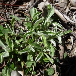 Gamochaeta impatiens at QPRC LGA - 26 Aug 2020