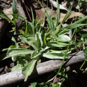 Gamochaeta impatiens at QPRC LGA - 26 Aug 2020 01:58 PM