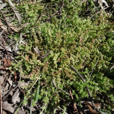Crassula sieberiana (Austral Stonecrop) at Carwoola, NSW - 26 Aug 2020 by AndyRussell