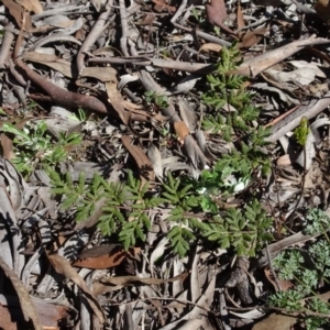 Cheilanthes austrotenuifolia at Carwoola, NSW - 26 Aug 2020