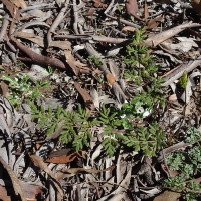Cheilanthes austrotenuifolia (Rock Fern) at Carwoola, NSW - 26 Aug 2020 by AndyRussell