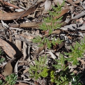 Cheilanthes austrotenuifolia at Carwoola, NSW - 26 Aug 2020
