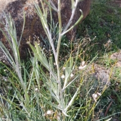 Senecio quadridentatus (Cotton Fireweed) at Red Hill, ACT - 27 Aug 2020 by SRoss