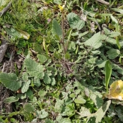 Hirschfeldia incana (Buchan Weed) at Red Hill, ACT - 27 Aug 2020 by SRoss