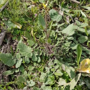 Hirschfeldia incana at Red Hill, ACT - 27 Aug 2020