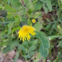 Sonchus asper (Prickly Sowthistle) at Red Hill Nature Reserve - 27 Aug 2020 by SRoss