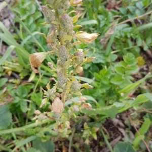 Chenopodium album at Red Hill, ACT - 27 Aug 2020