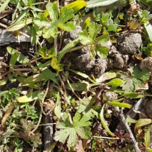 Geranium sp. at Red Hill, ACT - 27 Aug 2020