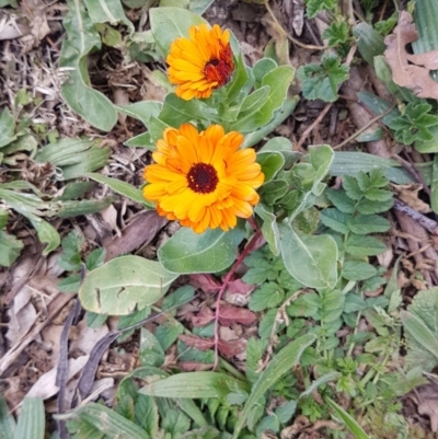 Calendula officinalis (English or Pot Marigold) at Red Hill Nature Reserve - 27 Aug 2020 by SRoss