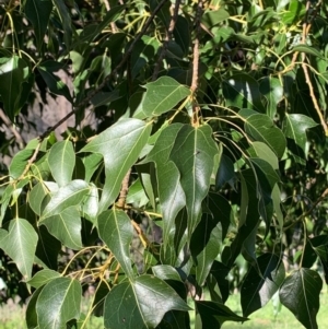 Brachychiton populneus subsp. populneus at Albury - 25 Aug 2020