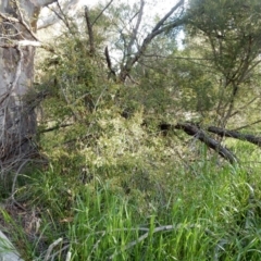 Pandorea pandorana (Wonga Wonga Vine) at Mount Rogers - 26 Aug 2020 by Rosie