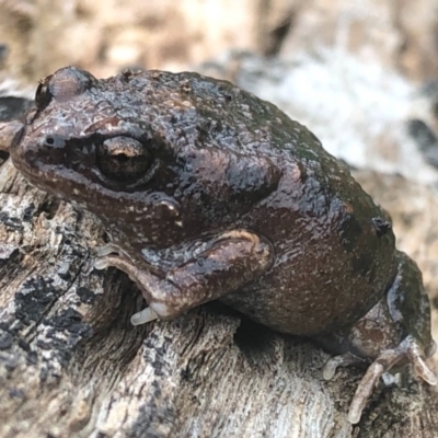 Uperoleia laevigata (Smooth Toadlet) at Thurgoona, NSW - 26 Aug 2020 by Damian Michael
