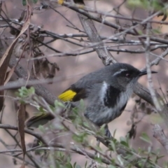 Phylidonyris pyrrhopterus (Crescent Honeyeater) at Uriarra Village, ACT - 27 Aug 2020 by RobParnell