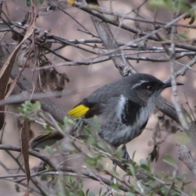 Phylidonyris pyrrhopterus (Crescent Honeyeater) at Cotter Reserve - 27 Aug 2020 by RobParnell