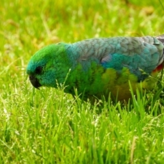 Psephotus haematonotus (Red-rumped Parrot) at Gateway Island, VIC - 24 Aug 2020 by DannyJ