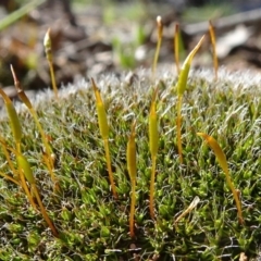 Tortula at Carwoola, NSW - 26 Aug 2020 by JanetRussell