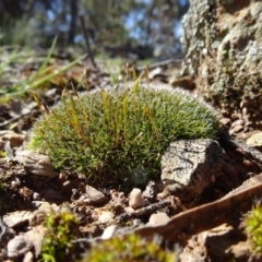 Tortula at Carwoola, NSW - 26 Aug 2020