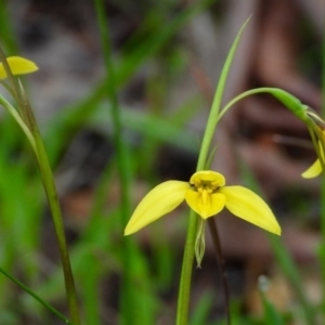 Diuris chryseopsis at Baranduda, VIC - 27 Aug 2020