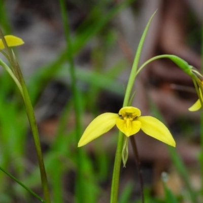 Diuris chryseopsis (Golden Moth) at Baranduda, VIC - 27 Aug 2020 by DannyJ