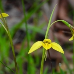 Diuris chryseopsis (Golden Moth) at WREN Reserves - 26 Aug 2020 by Danny J