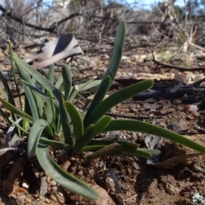 Lomandra filiformis subsp. coriacea at Carwoola, NSW - 26 Aug 2020