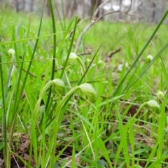 Pterostylis nutans (Nodding Greenhood) at Wodonga - 26 Aug 2020 by Danny J