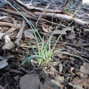 Lomandra filiformis at Carwoola, NSW - 26 Aug 2020 12:35 PM