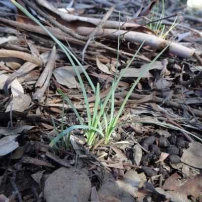 Lomandra filiformis (Wattle Mat-rush) at Carwoola, NSW - 26 Aug 2020 by JanetRussell