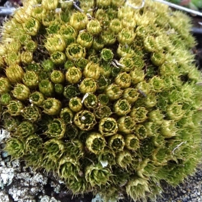 Bryaceae (family) (A moss) at Cuumbeun Nature Reserve - 26 Aug 2020 by JanetRussell