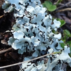 Lichen - foliose at Cuumbeun Nature Reserve - 26 Aug 2020 by JanetRussell