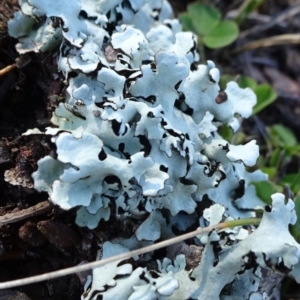 Lichen - foliose at Carwoola, NSW - 26 Aug 2020 01:56 PM