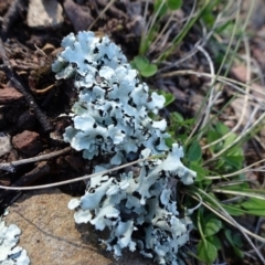 Lichen - foliose at Carwoola, NSW - 26 Aug 2020 01:56 PM