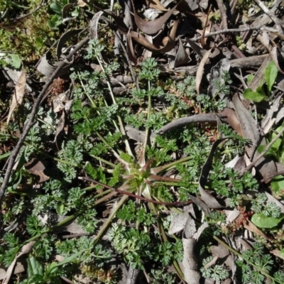 Erodium cicutarium (Common Storksbill, Common Crowfoot) at Cuumbeun Nature Reserve - 26 Aug 2020 by AndyRussell