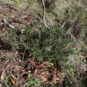 Billardiera scandens at Carwoola, NSW - 26 Aug 2020