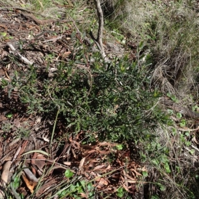 Billardiera scandens (Hairy Apple Berry) at Cuumbeun Nature Reserve - 26 Aug 2020 by AndyRussell