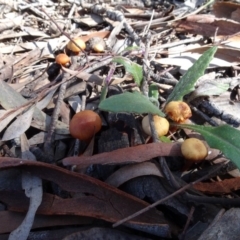 Unverified Fungus at Cuumbeun Nature Reserve - 26 Aug 2020 by AndyRussell