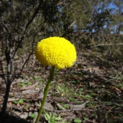 Craspedia variabilis (Common Billy Buttons) at Carwoola, NSW - 26 Aug 2020 by JanetRussell